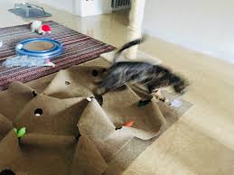 best puzzle rug for cats