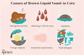 your cat is vomiting up brown liquid