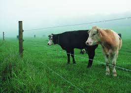 Image result for electric fence for cows