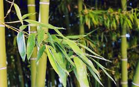 understanding bamboo pulp vs wood pulp