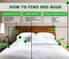 How To Find Bed Bugs What You Should