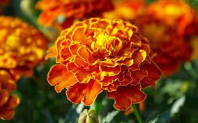 Наслади се на пъзела летни цветя от колекцията растения! Narchnik Na Gradinarya Kak Se Sadyat Letni Cvetya 24chasa Bg