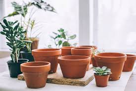 20 best plants for terracotta pots in