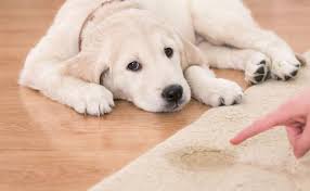 carpet cleaning pet stains all season