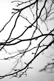 Image result for barren winter branches