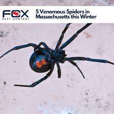 5 Venomous Spiders In Massachusetts
