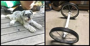 paralyzed dog diy wheelchair
