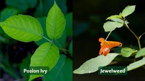 how to identify poison ivy and