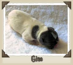Click to see our french bulldog puppies. Leslie S Oklahoma French English Bulldogs On Twitter 2 Male French Bulldog Puppies For Sale Born 7 24 2020 Mom Is Patty Dad Is Louie Call Or Text Leslie At 918 798 9912 Now For More