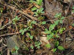 Trifolium scabrum L.