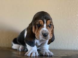 W e have been hobby breeders of only basset hounds. Basset Hound Puppies For Sale Near Me Online Shopping Mall Find The Best Prices And Places To Buy