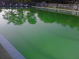 Kemunculan lumut di kolam renang biasanya diawali dengan ledakan populasi phytoplankton. Cara Ampuh Untuk Mengatasi Kolam Renang Berlumut Yuk Kenali Obatnya