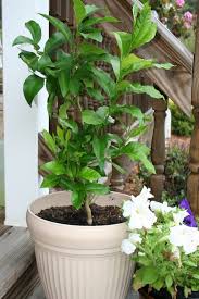 growing a lemon tree from seeds an