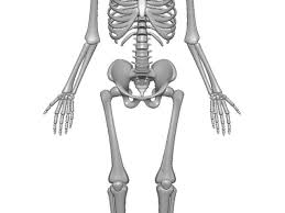 Terdiri atas sekelompok tulang yang menyusun poros tubuh dan memberikan dukungan dan perlindungan pada organ di rangka tubuh manusia terbagi atas dua, yaitu axial skeleton dan appendicular skeleton. 6 Fungsi Tulang Bentuk Dan Cara Menjaganya Yang Perlu Diketahui Hot Liputan6 Com