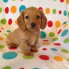 Advice from breed experts to make a safe choice. Favorable And Adorable Miniature Dachshund Puppies For Sale In Ashburn Virginia Classified Hoodbiz Org