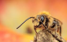 bee hd wallpapers honey bee