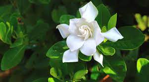 17 unbelievable facts about gardenia