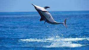 why do spinner dolphins spin you