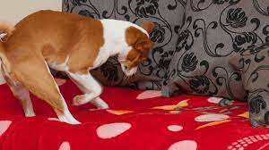 do dogs scratch and dig at their beds