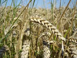 Wheat Wikipedia