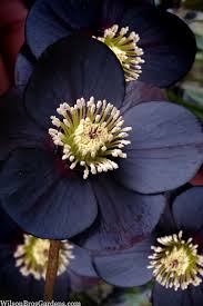 black diamond eborus lenten rose