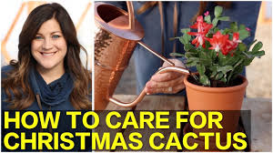 That means, watering christmas cactus can be a. How To Care For Christmas Holiday Cactus Schlumbergera Gardening Channel