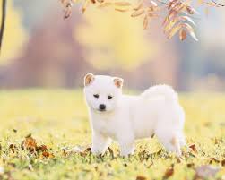 A small, alert and agile dog that copes very well with mountainous terrain and hiking trails. Shiba Inu White Google Search Shiba Inu Puppy Shiba Inu White Shiba Inu Puppy