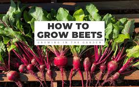 How To Grow Beets 7 Tips For Growing