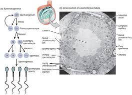 Spermatogenesis Wikipedia