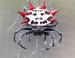 7 Spiders Commonly Found In Southwest Florida Catseye Pest
