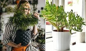 8 Fast Growing Houseplants Plants To