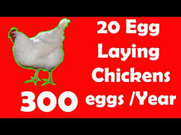 20 Best Egg Laying Chicken Hen Breeds Up To 300 Eggs Per Year