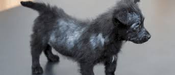 causes hair loss in dogs