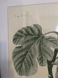 Botanical Fruit Fig Print 27 5