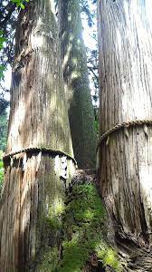 木”になるニュース】 日本一高い木が新たに発見！ 高さはどのくらい？ そして、世界一高い木は？ | ACORN