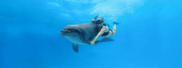 swim with dolphins in cabo family