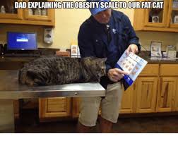 Dad Explaining The Obesity Scaletoour Fat Cat Dad Meme On