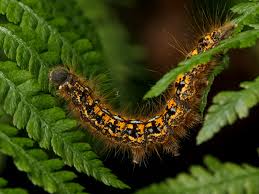 Dangerous Caterpillars Entomological Society Of Canada