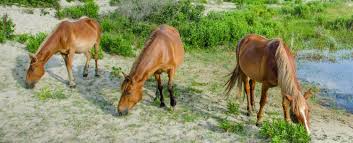 This is a video of my pictures of the wild horses, while i was in the outer banks, north carolina.i own all pictures and videos!!! How Can I See The Wild Horses Of The Outer Banks