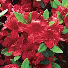 On valentine's day a red rose bush will be leafless and flowerless and won't seem like a very romantic present compared to red roses from a florist. 10 Flowering Evergreen Shrubs Finegardening