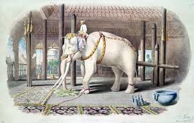 white elephant | Annone the Elephant