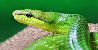 green snake in dream will you undergo