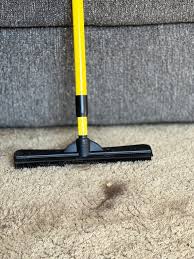 dog hair out of your carpet