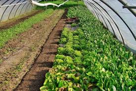 Greenhouse Farming In New Zealand How