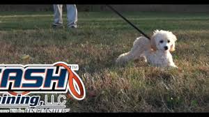 dog training 5 month old toy poodle