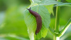 how to get rid of slugs 13 natural