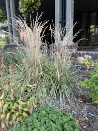 Yard And Garden Ornamental Grasses News