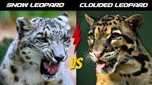 snow leopard vs clouded leopard which