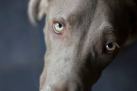 all about your dog s eyes