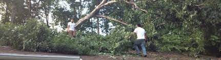 We are a fully licensed and insured company that only hires workers that understand the best practices for proper tree care and removal. Discovery Tree Service Lawrenceville Ga Alignable